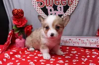 Lorelei, a female Pembroke Welsh Corgi for sale in Weaubleau, MO – Photo 5 of 10