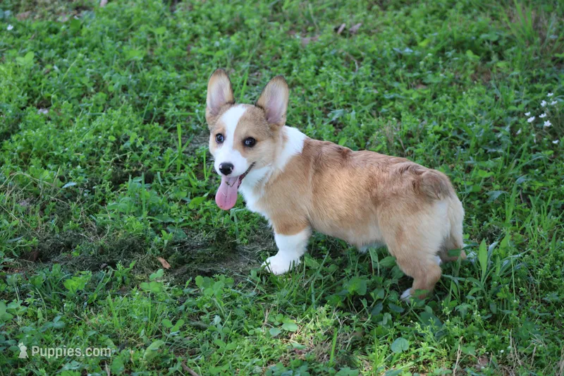 Lorelei – Pembroke Welsh Corgi puppy for sale in Weaubleau, MO