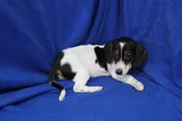 Eliza, a female Miniature Dachshund for sale in Weaubleau, MO – 10 of 10