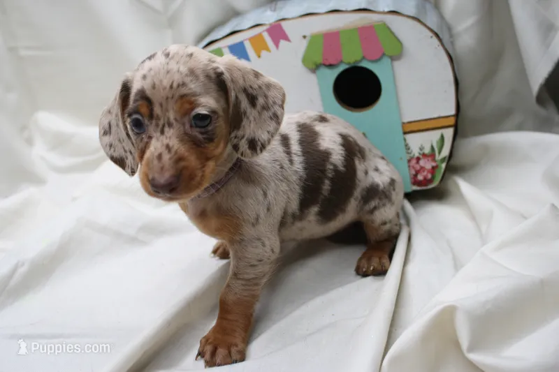 Kiari – Miniature Dachshund puppy for sale in Weaubleau, MO