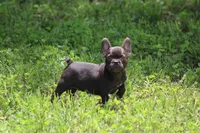 Cade, a male French Bulldog for sale in Weaubleau, MO – 3 of 10
