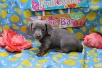 Whimsy, a female Miniature Dachshund for sale in Weaubleau, MO – 9 of 10
