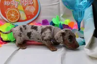 Kiari, a female Miniature Dachshund for sale in Weaubleau, MO – 10 of 10