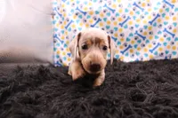 Quorra, a male Miniature Dachshund for sale in Weaubleau, MO – 8 of 8