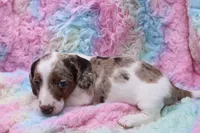Eli, a male Miniature Dachshund for sale in Weaubleau, MO – 5 of 10