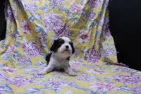 Walter, a male Cavalier King Charles Spaniel for sale in Weaubleau, MO – 4 of 4