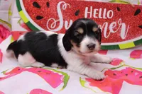 Syed, a male Miniature Dachshund for sale in Weaubleau, MO – 3 of 10