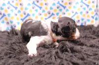 Tinsley, a female Cavalier King Charles Spaniel for sale in Weaubleau, MO – 5 of 9