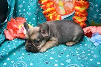 Phineas, a male French Bulldog for sale in Weaubleau, MO – 6 of 6