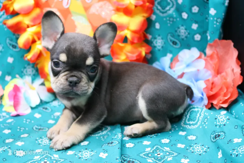 Noble – French Bulldog puppy for sale in Weaubleau, MO
