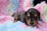 Squish, a male Miniature Dachshund for sale in Weaubleau, MO – 2 of 8