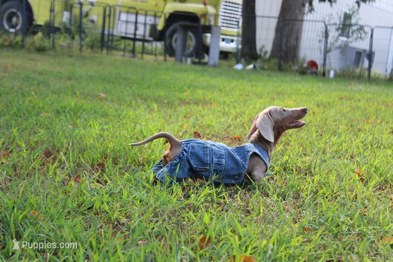 Parker – Miniature Dachshund puppy for sale in Weaubleau, MO