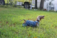 Parker, a male Miniature Dachshund for sale in Weaubleau, MO – 1 of 10