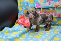 Sepp, a male Miniature Dachshund for sale in Weaubleau, MO – 9 of 9