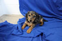 Sami, a male Miniature Dachshund for sale in Weaubleau, MO – 7 of 10