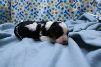 Teagan, a female Cavalier King Charles Spaniel for sale in Weaubleau, MO – 2 of 9