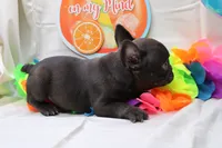 Cade, a male French Bulldog for sale in Weaubleau, MO – 8 of 10
