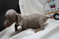 Polly, a female Miniature Dachshund for sale in Weaubleau, MO – 4 of 10