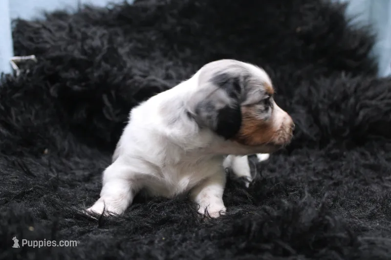 Rhea – Miniature Dachshund puppy for sale in Weaubleau, MO