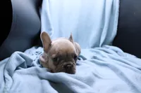 Peyton, a male French Bulldog for sale in Weaubleau, MO – 8 of 10