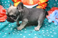 Pablo, a male French Bulldog for sale in Weaubleau, MO – 6 of 6