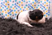 Teagan, a female Cavalier King Charles Spaniel for sale in Weaubleau, MO – 4 of 9