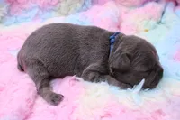 Phil, a male French Bulldog for sale in Weaubleau, MO – 7 of 10