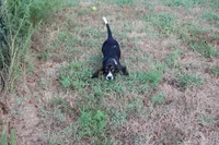 Frida, a female Basset Hound for sale in Weaubleau, MO – 10 of 10