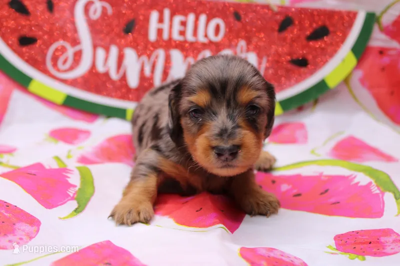 Sami – Miniature Dachshund puppy for sale in Weaubleau, MO