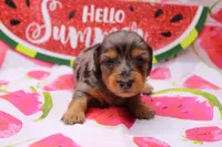 Sami, a male Miniature Dachshund for sale in Weaubleau, MO – 1 of 10