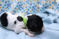 Tucker, a male Cavalier King Charles Spaniel for sale in Weaubleau, MO – 2 of 8