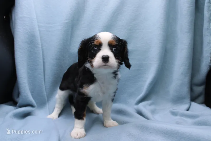 Wisteria – Cavalier King Charles Spaniel puppy for sale in Weaubleau, MO