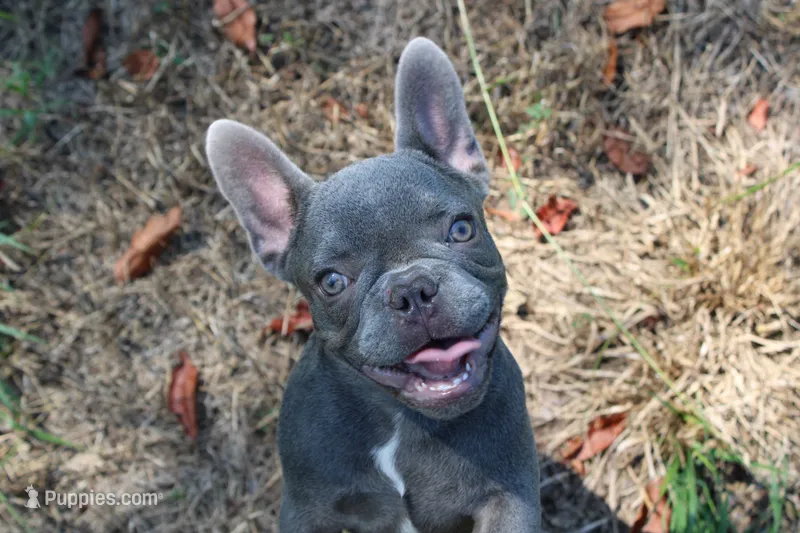 Niles – French Bulldog puppy for sale in Weaubleau, MO
