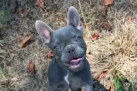 Niles, a male French Bulldog for sale in Weaubleau, MO – 1 of 10