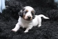 Rhea, a female Miniature Dachshund for sale in Weaubleau, MO – 2 of 4