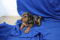 Sami, a male Miniature Dachshund for sale in Weaubleau, MO – 10 of 10
