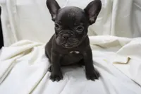Cade, a male French Bulldog for sale in Weaubleau, MO – 2 of 10