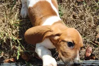 Freyja, a female Basset Hound for sale in Weaubleau, MO – 6 of 9
