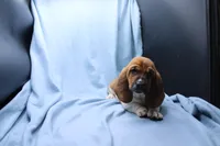 Freyja, a female Basset Hound for sale in Weaubleau, MO – 4 of 6