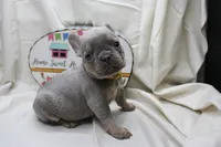 Ralph, a male French Bulldog for sale in Weaubleau, MO – 4 of 10