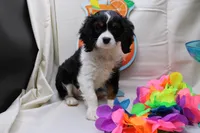 Tobin, a male Cavalier King Charles Spaniel for sale in Weaubleau, MO – 1 of 4