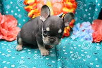Noble, a male French Bulldog for sale in Weaubleau, MO – 6 of 9