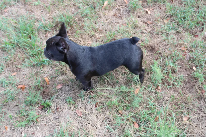 Caden – French Bulldog puppy for sale in Weaubleau, MO