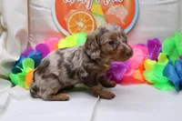 Khloe, a female Miniature Dachshund for sale in Weaubleau, MO – 10 of 10