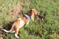 Freyja, a female Basset Hound for sale in Weaubleau, MO – 7 of 9