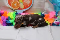 Pixie, a female Miniature Dachshund for sale in Weaubleau, MO – 9 of 9