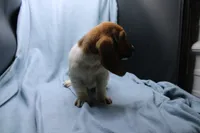 Freyja, a female Basset Hound for sale in Weaubleau, MO – 6 of 6