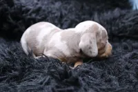 Quorra, a male Miniature Dachshund for sale in Weaubleau, MO – 2 of 4