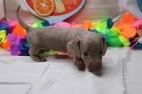 Parker, a male Miniature Dachshund for sale in Weaubleau, MO – 8 of 9