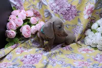 Parker, a male Miniature Dachshund for sale in Weaubleau, MO – 4 of 10